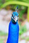 Peacock Head Stock Photo