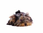 Yorkshire Terrier In Front Of A White Background Stock Photo