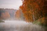 Birch Tree Near The River On A Misty Morning Stock Photo