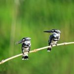 Pied Kingfisher Stock Photo