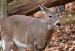 Beautiful Photo Of The Cute Deer In The Forest Stock Photo