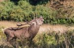 The Deer Of Richmond Park Stock Photo