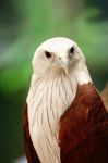 Brahminy Kite Stock Photo