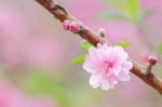 Plum Blossom Stock Photo