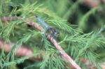 A Blue Dragonfly 2 Stock Photo