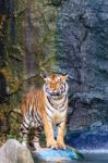 Tiger Beside The Water Stock Photo