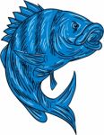 Sheepshead Fish Drawing Stock Photo