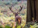 The Deer Of Richmond Park Stock Photo