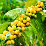 Coffee Beans On Tree In Farm Stock Photo