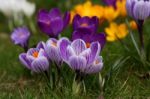 Crocus Stock Photo