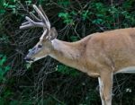 Beautiful Isolated Image Of A Wild Male Deer With The Horns Stock Photo