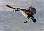 Isolated Picture With A Canada Goose Landing Stock Photo