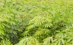 Green Of Cassava Field Stock Photo