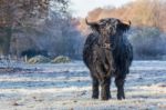 Black Scottish Highlander Cow In Winter Landscape Stock Photo