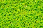 Green Leaf Background  Stock Photo