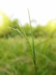 Closed Up Rice Paddy Stock Photo