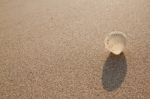 Sea Shell With Sand As Background  Stock Photo