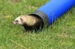 Ferret Stock Photo