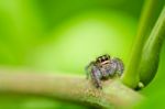 Jumping Spider In Green Nature Stock Photo