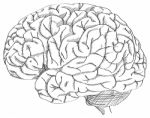 Doodle Uman Brain Outline Sketched Up Stock Photo