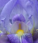 Iris Flower Stock Photo