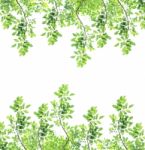 Green Leaves Isolated On White Background Stock Photo