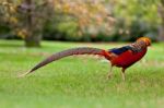 Golden Pheasant Or Chinese Pheasant Stock Photo