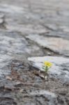 A Solitary Flower In Gray Earth Stock Photo