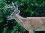 Beautiful Isolated Photo Of A Wild Male Deer With The Horns Near The Green Bush Stock Photo