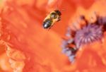 bee flying over flower Stock Photo