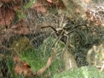 Spider - Lycosa Erythrognatha Stock Photo