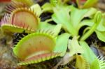 Venus Fly Trap Stock Photo