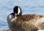 Beautiful Photo Of The Shy Canada Goose Stock Photo