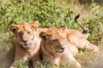 Two Young Lions  In Serengeti Stock Photo