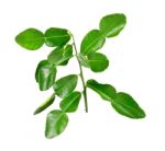 Bergamot Leaves On White Background Stock Photo