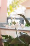 White Hippeastrum Flower With Green Leaves Stock Photo