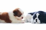 Adorable Of Pedigree Shih Tzu Puppies Dog Rekaxing Stock Photo