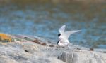 Two Sea-birds Mating Stock Photo