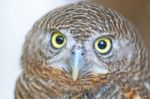 Asian Barred Owlet Stock Photo