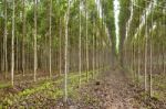 Plantation Of Eucalyptus Stock Photo