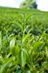 Tea Leaves Stock Photo