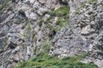 Brown Bear In Asturian Lands Stock Photo