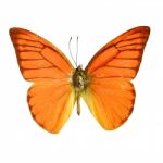 Orange Albatross Butterfly Stock Photo