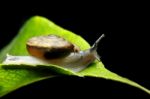 Snail On Green Leaf Stock Photo