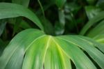 Ornamental Leaves In Greenhouse Stock Photo