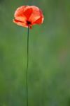 Poppy Stock Photo