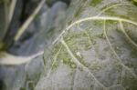 Healthy Fresh Vegetable Ingredients Displayed Stock Photo