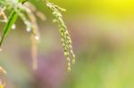 Close Up Rice Fields On Terraced Of Yellow Green Rice Field Landscape Stock Photo