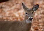 Funny Picture Of The Cute Deer With The Tongue Stock Photo