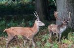 The Deer Of Richmond Park Stock Photo